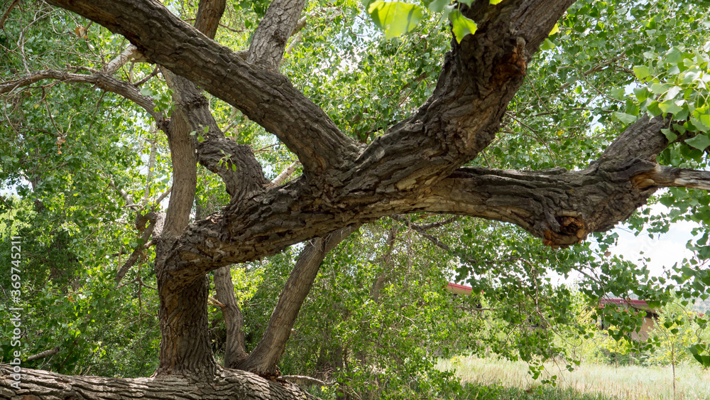 Fototapeta premium Beautiful cottonwood trees in southwest Fort Collins, Colorado.