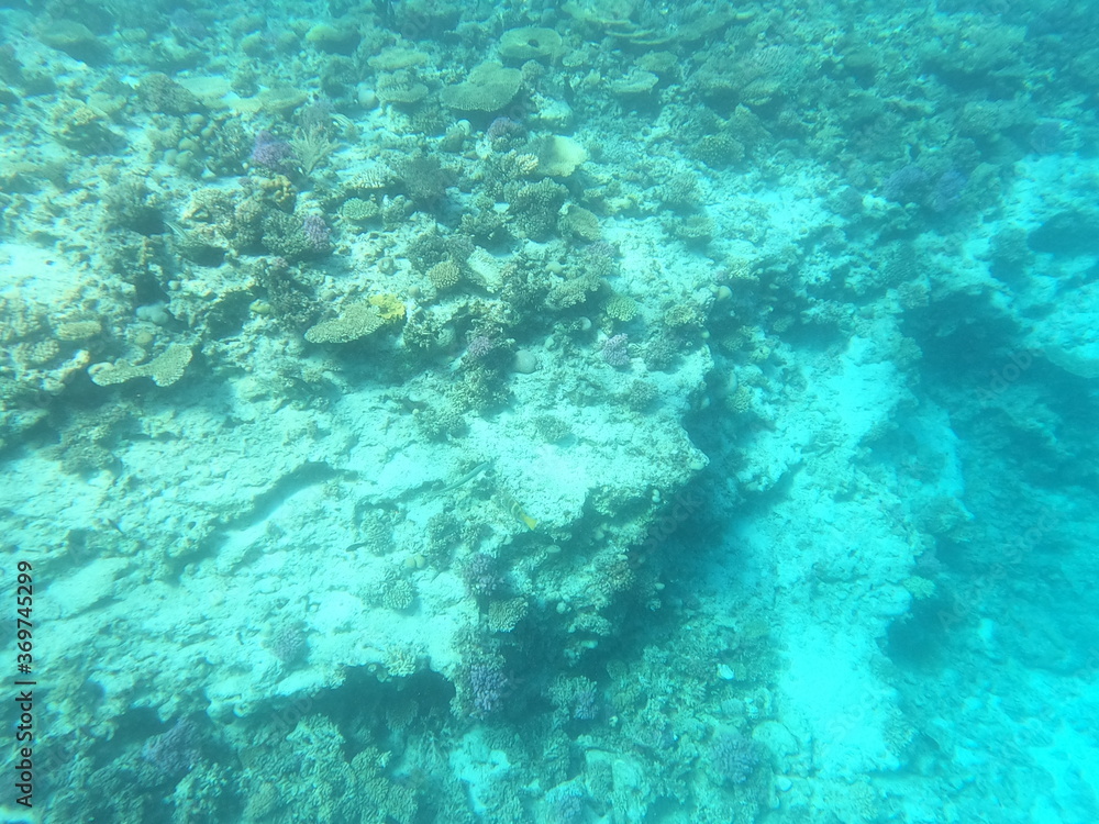 Fototapeta premium Reef with lots of colorful corals and lots of fish in clear blue water in the Red Sea near Hurgharda, Egypt