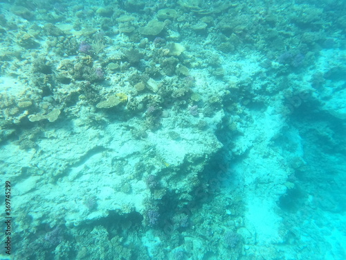 Reef with lots of colorful corals and lots of fish in clear blue water in the Red Sea near Hurgharda, Egypt