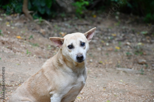 Sri Lankan Village dog