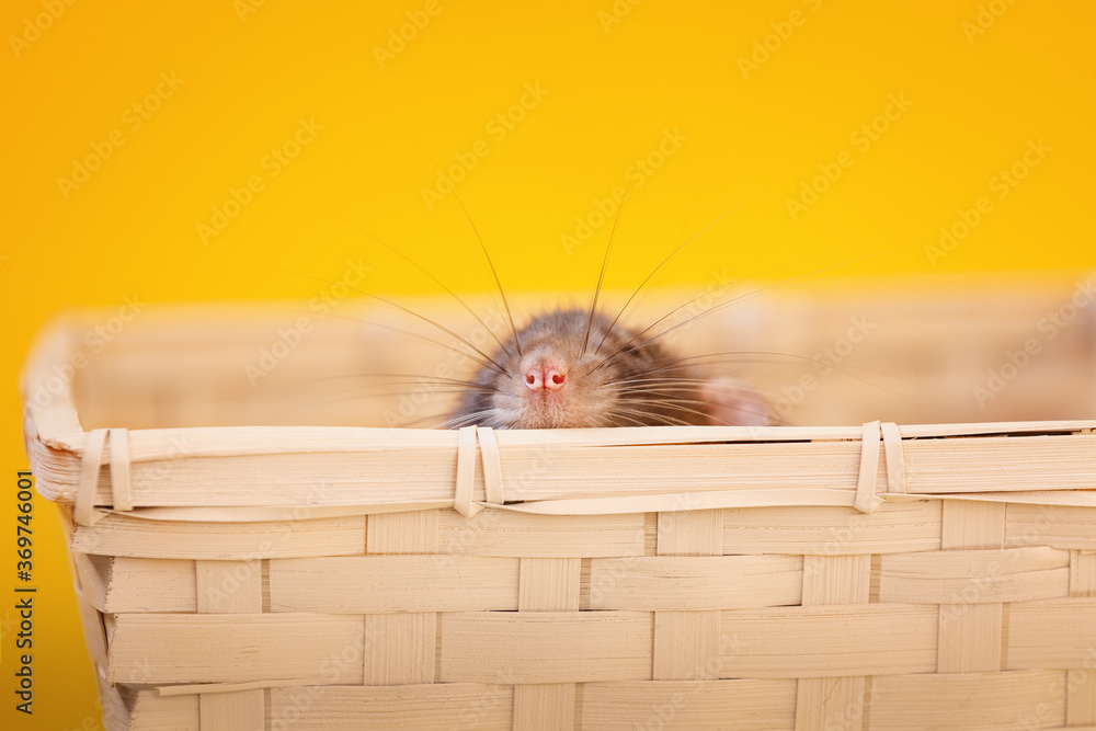 Obraz premium cute domestic rat looking up from basket on yellow background