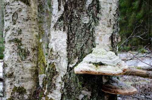 Fomes fomentarius (commonly known as the tinder fungus, false tinder fungus, hoof fungus, tinder conk, tinder polypore or ice man fungus) is a species of fungal plant pathogen found in Europe.