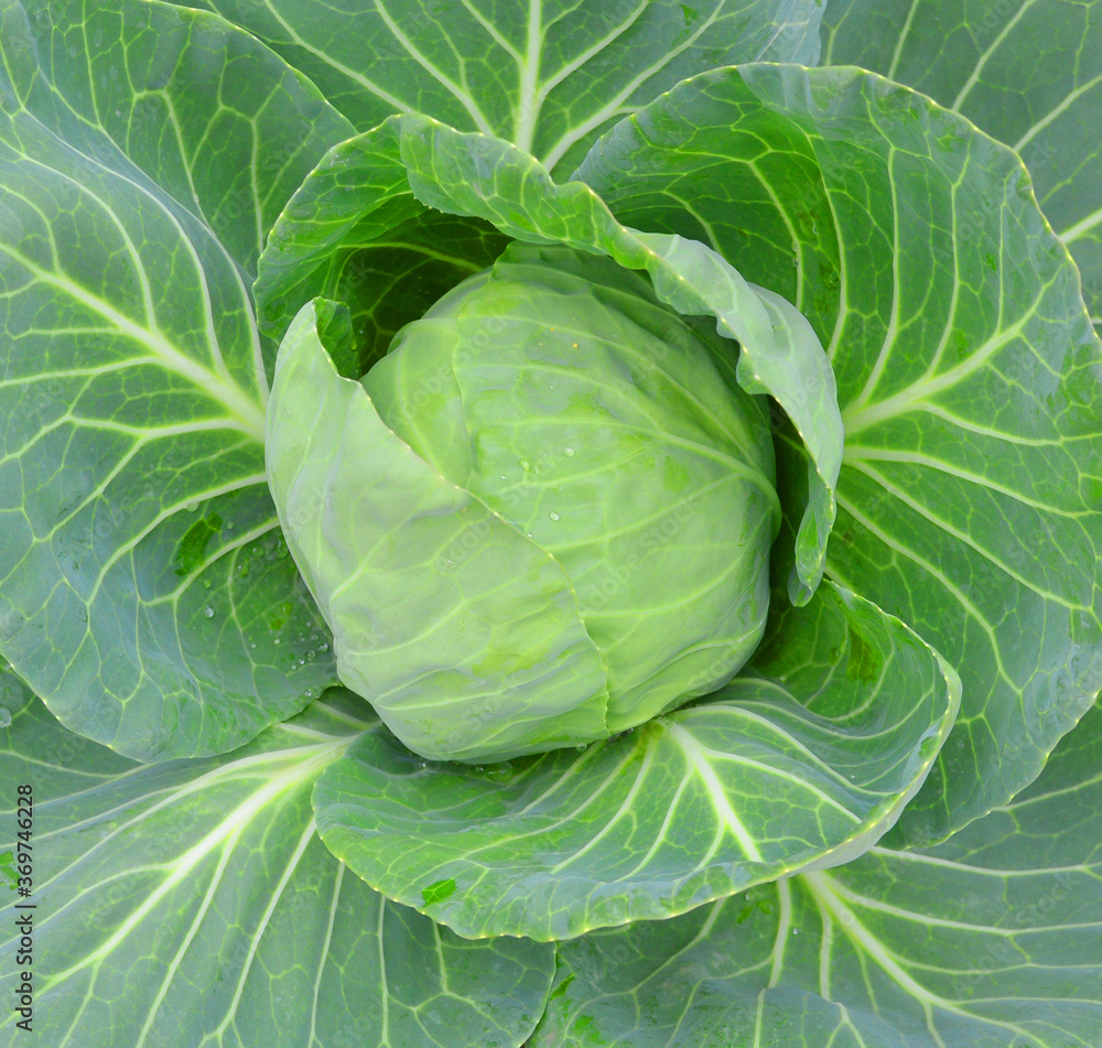 Fototapeta premium head of cabbage
