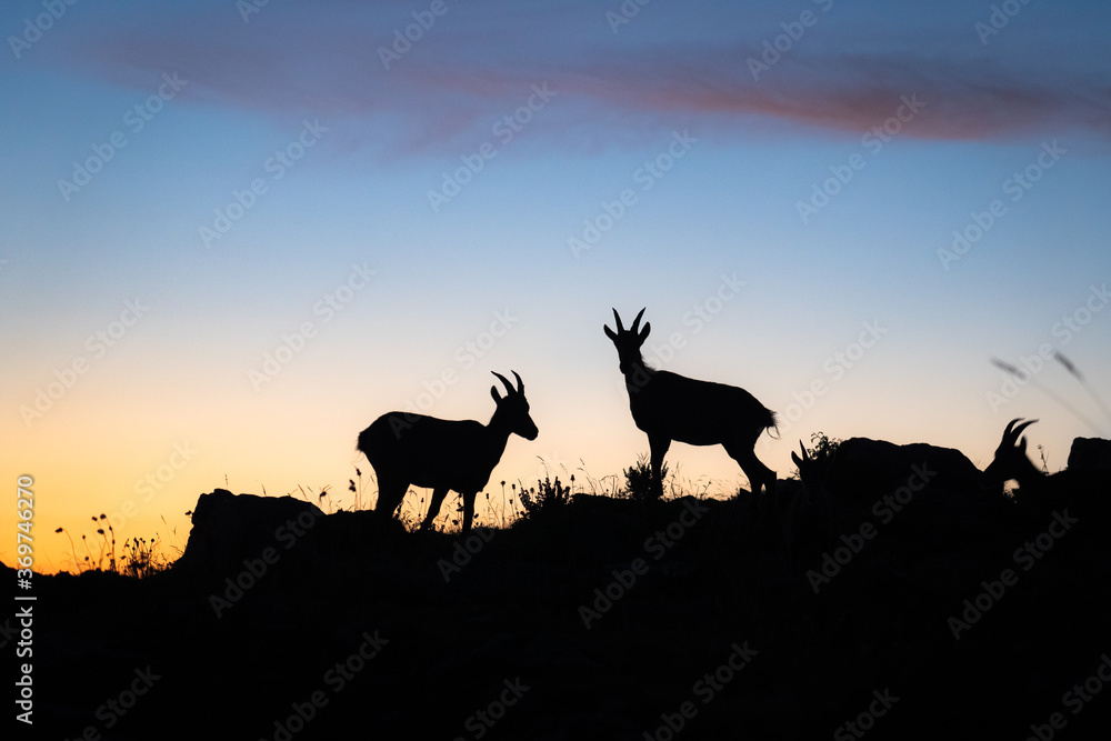 Ibex in the mountain at dusk