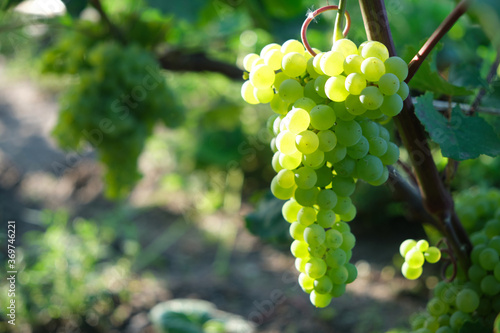 Wallpaper Mural Aunch of grapes on a bright Sunny day.Kishmish grape variety. Torontodigital.ca