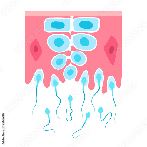 Reproductive system concept