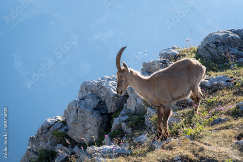 An ibex hiking the mountain © Camille