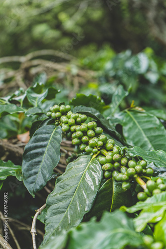 Coffee green cherries , coffee beans ripening on coffee tree 