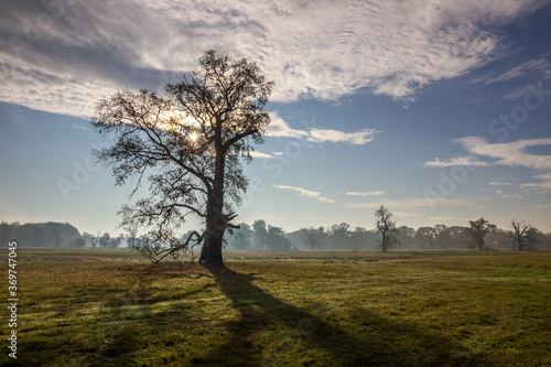  lonely oak in the field at sunset © tmag