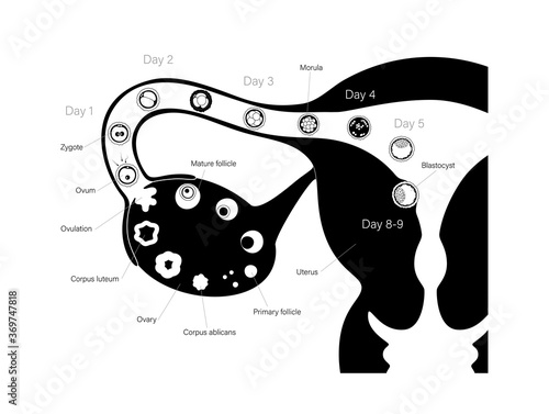 Human fertility concept