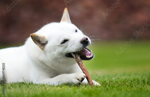 Obraz na plátně hokkaido dog chewing food antler