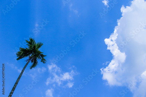 blue Sky with tree and cloud