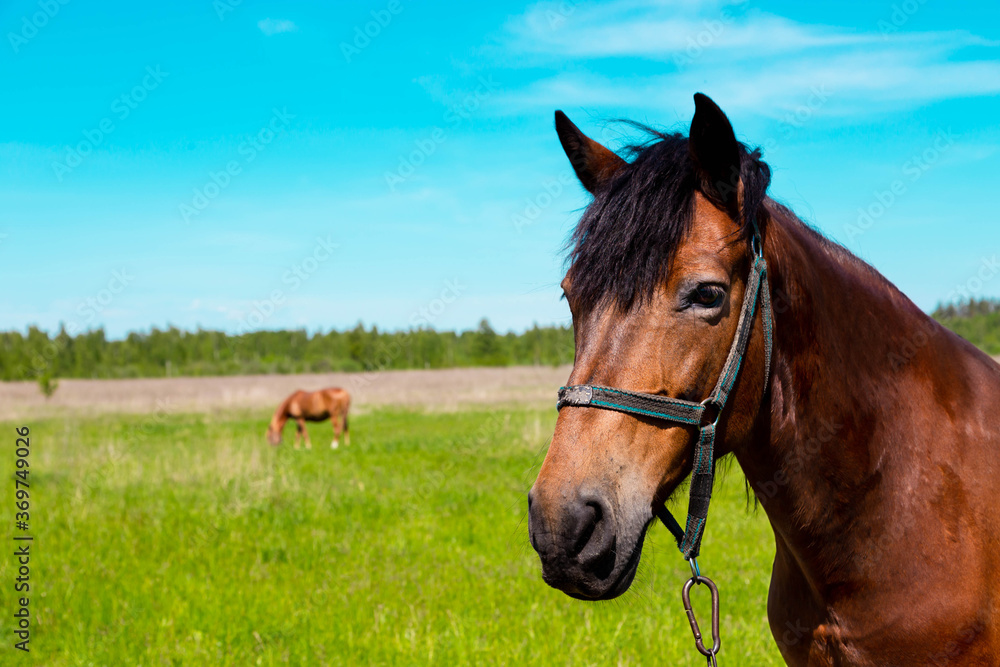 Brown horse portrait at the green grass field in summer. Dark, herbivore. Brown horse portrait at the green grass field in summer. Dark, herbivore.