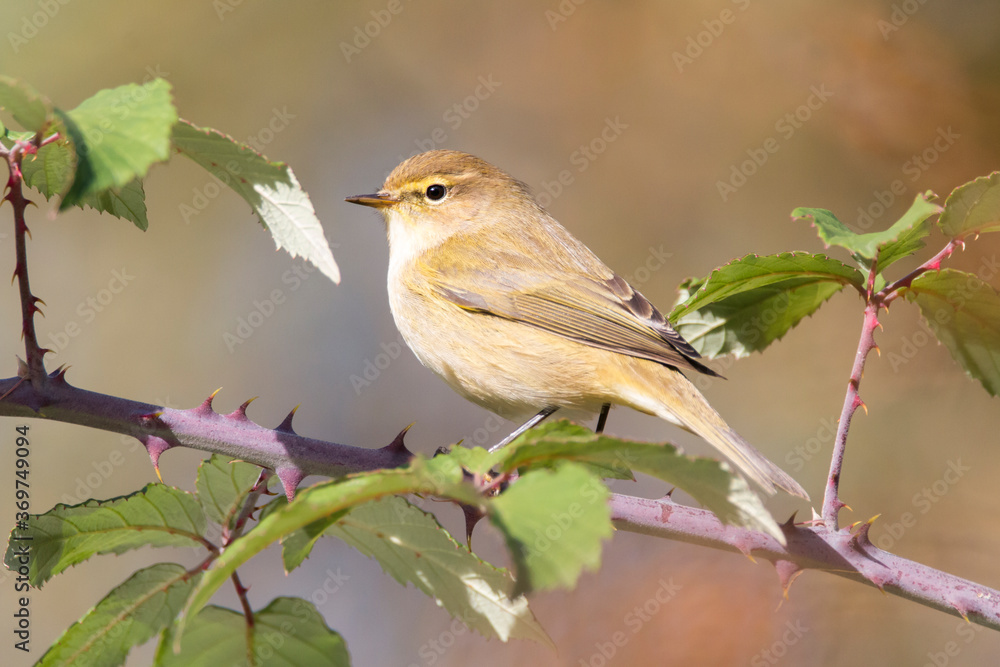 Fototapeta premium Common Chiffchaff (Phylloscopus collybita) perching on a bramble in spanish river