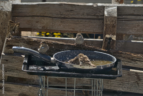 Vögel, Spatzen die in einer Pfanne baden, Vogeltränke photo