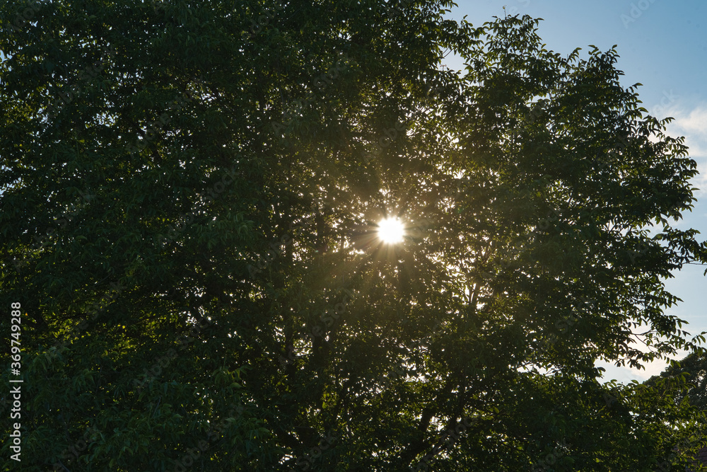 Großer, alter Walnussbaum im Sommer durch den die Sonnenstrahlen scheinen, Kraft der Natur Großer, alter Walnussbaum im Sommer durch den die Sonnenstrahlen scheinen, Kraft der Natur