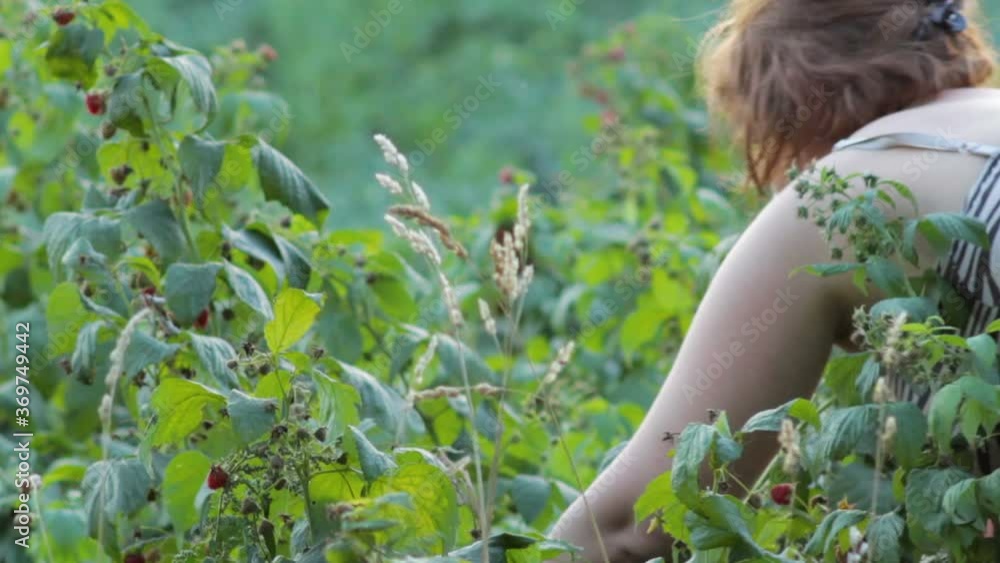 woman plucks raspberries,in summer a woman collects raspberries in the garden and eats woman plucks raspberries,in summer a woman collects raspberries in the garden and eats