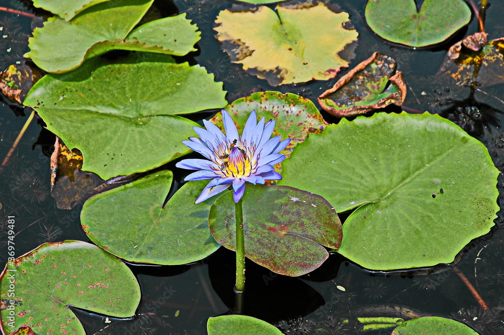 Blue water lily in the pond. Wild bees swarm in the flower. Blue water lily in the pond. Wild bees swarm in the flower.