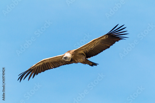 Griffon Vulture (Gyps fulvus) flying over river Tajo at Monfrague National Park with blue sky background