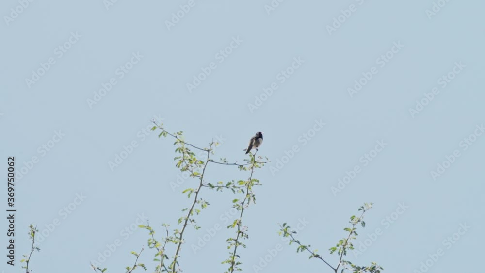 Hummingbird flying off from tree top Hummingbird flying off from tree top