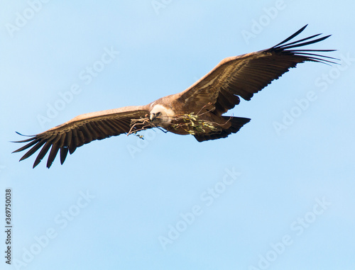 Griffon Vulture  Gyps fulvus  flying with nest material over river Tajo at Monfrague National Park with blue sky background