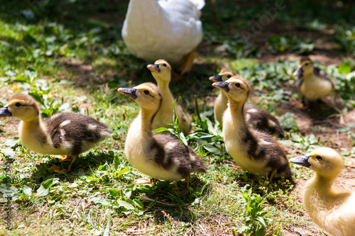 Group of ducklings in a garden.