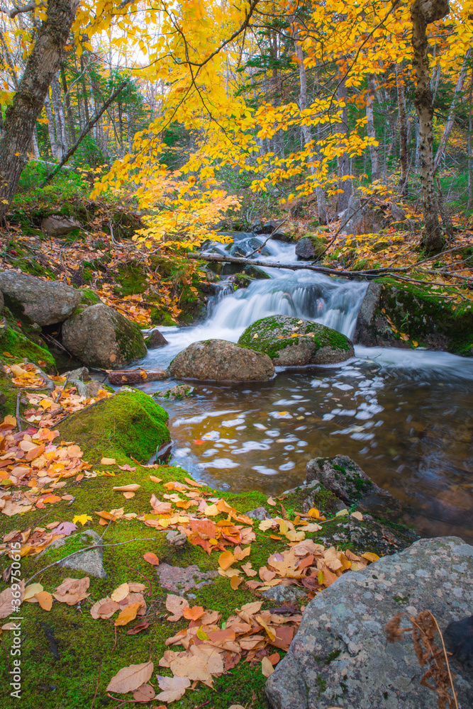 Tranquil forest scenery of autumn fall foliage colors with water stream inside Cape Breton Highlands National Park. Franey Mountain Trail. Autumn colors of Cape Breton, Nova Scotia
