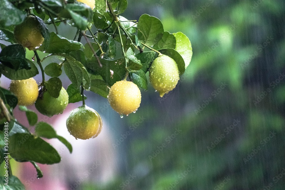 Obraz premium green apples on tree