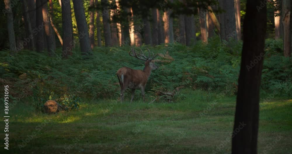 The deer is looking around in the forest The deer is looking around in the forest