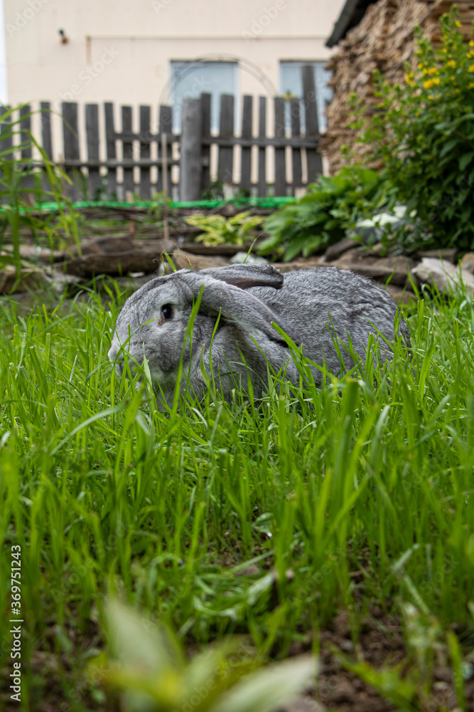 A grey rabbit sits on the grass with its ears down and looks at the camera A grey rabbit sits on the grass with its ears down and looks at the camera