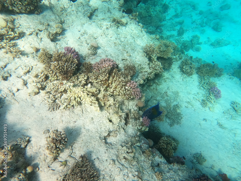 Fototapeta premium Reef with lots of colorful corals and lots of fish in clear blue water in the Red Sea near Hurgharda, Egypt
