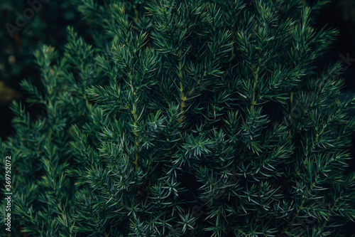  Decorative dark green spruce close-up.Green background