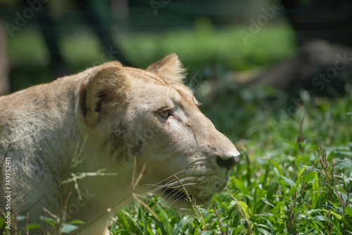 White lioness close up photo 
