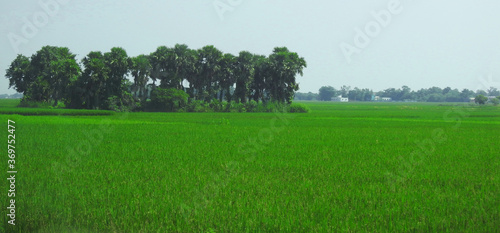 bengal village green paddy field