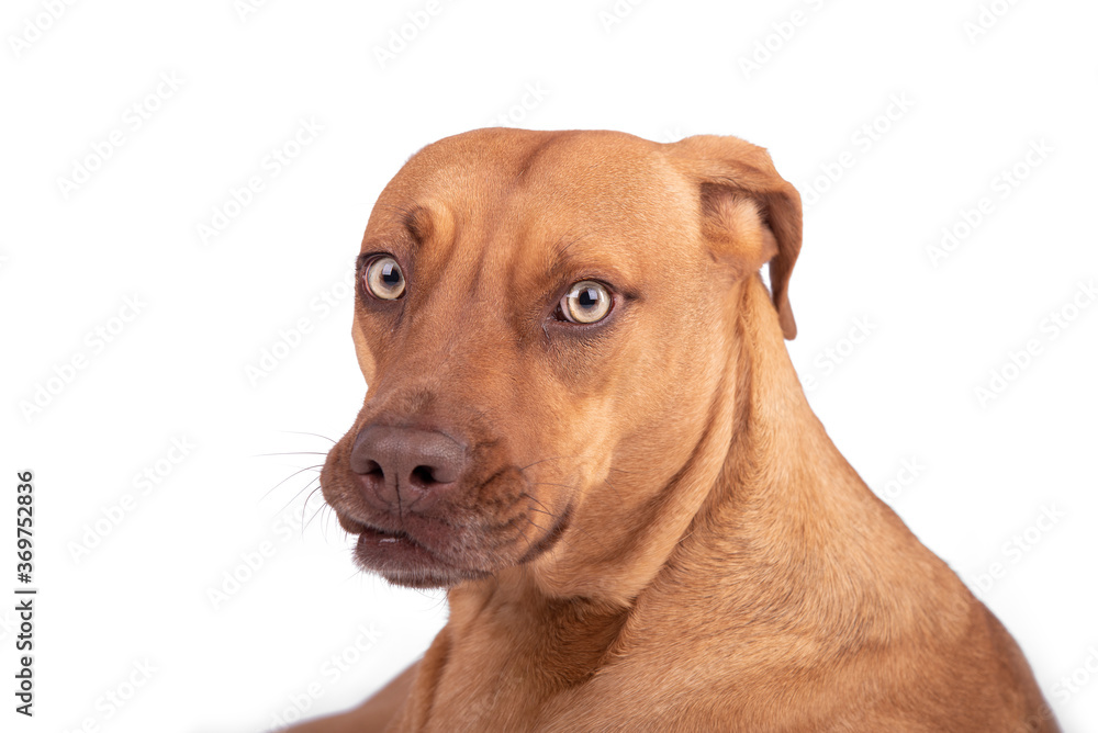 Funny Dog expressions Funny Dog expressions