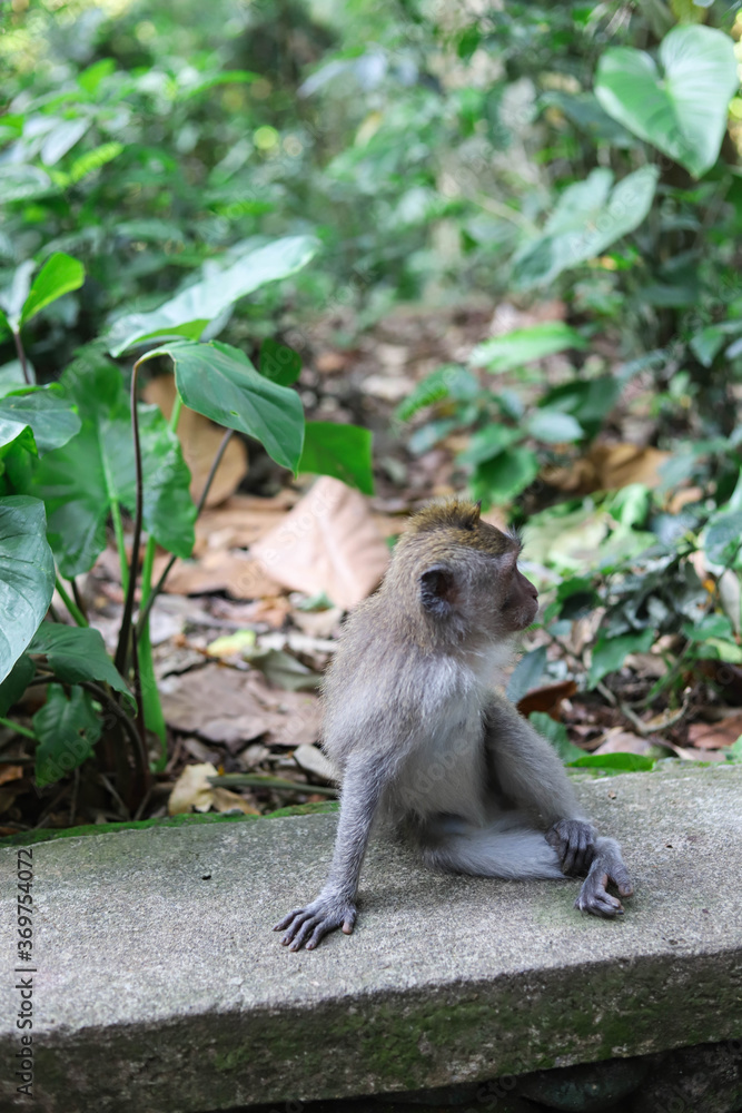 Monkey, long-tailed macaque (Macaca fascicularis) in Monkey Forest, Ubud, Indonesia