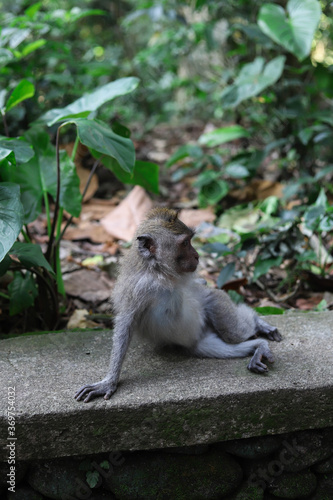 Monkey  long-tailed macaque  Macaca fascicularis  in Monkey Forest  Ubud  Indonesia