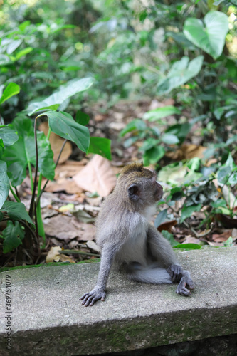 Monkey, long-tailed macaque (Macaca fascicularis) in Monkey Forest, Ubud, Indonesia © Yaroslav