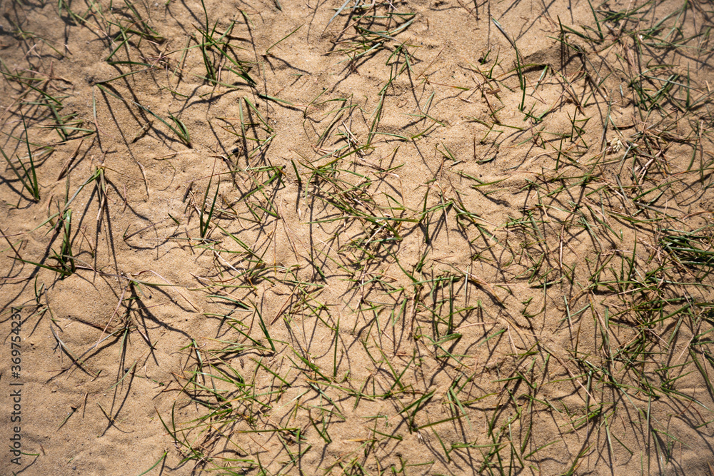 Dürres Gras im Sand