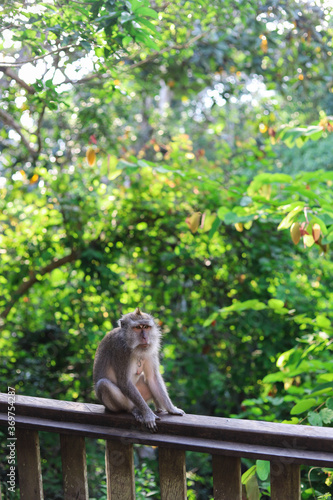 Monkey  long-tailed macaque  Macaca fascicularis  in Monkey Forest  Ubud  Indonesia
