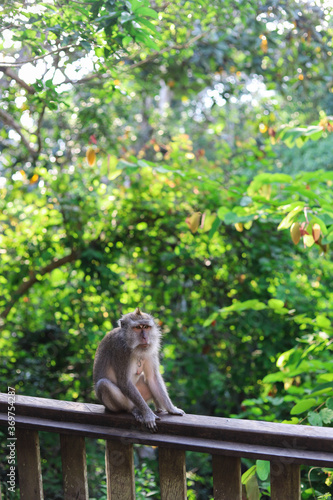 Monkey, long-tailed macaque (Macaca fascicularis) in Monkey Forest, Ubud, Indonesia © Yaroslav