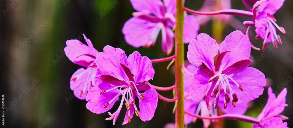 Fototapeta premium Close-up flower of fireweed. Chamaenerion angustifolium, ivan tea Banner