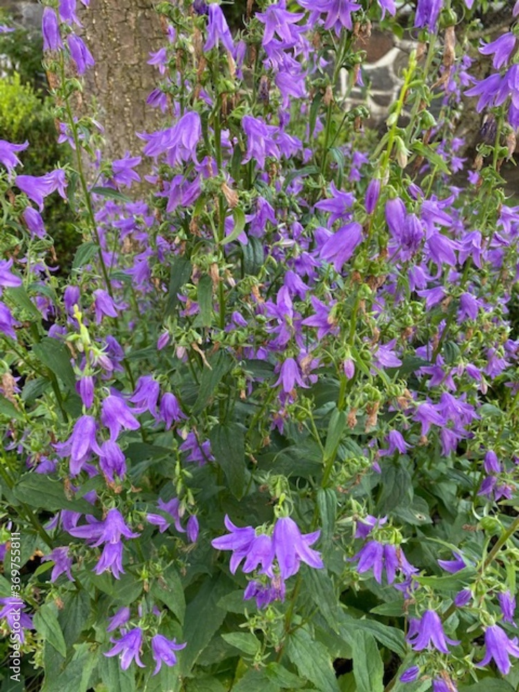 Obraz premium Summer Bellflower