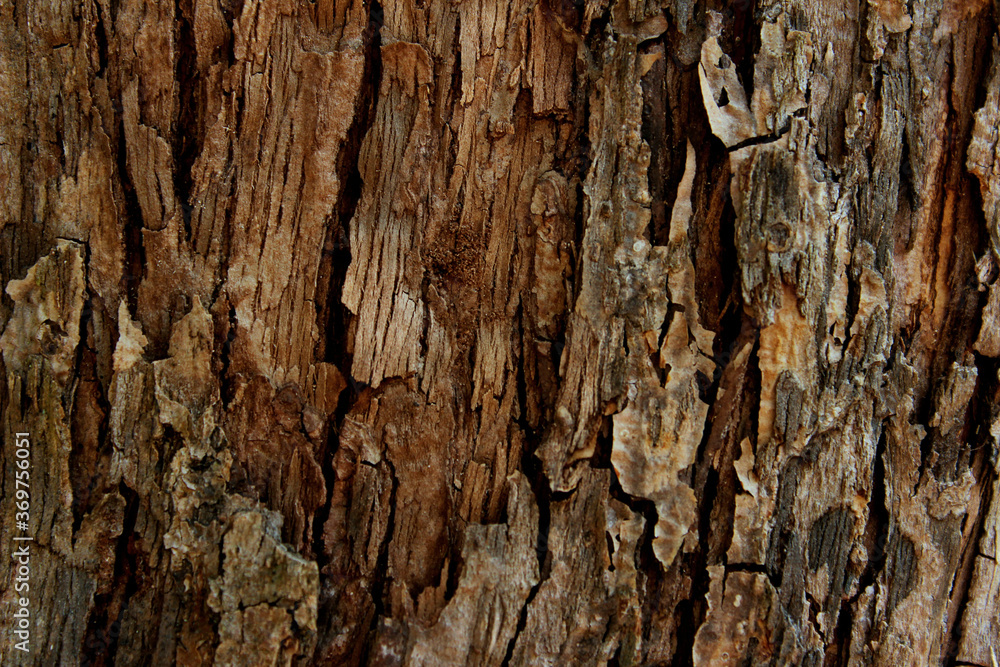 Blurred Brown Nature Background. Beautiful Wooden Texture.Tree Bark Texture. Wooden Pattern Background. Blurred Brown Nature Background. Beautiful Wooden Texture.Tree Bark Texture. Wooden Pattern Background.