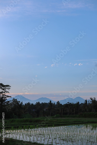 Beautiful Rice Terrace, Ubud, Bali, Indonesia with the view of Mount Batur and Agung Volcano