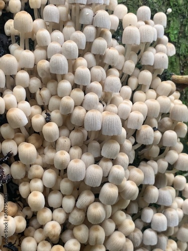 Coprinellus disseminatus