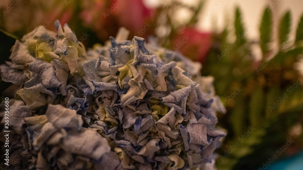 dying flower in pale light dying flower in pale light