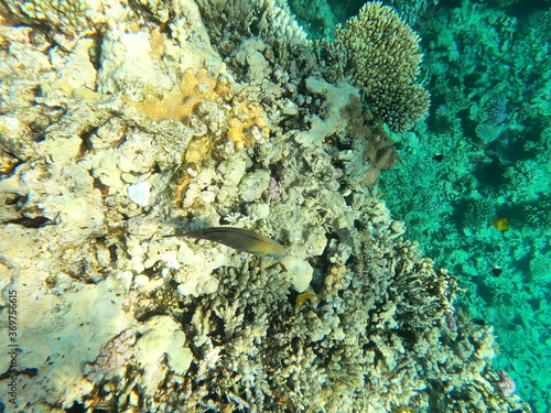 Reef with lots of colorful corals and many fishes, Thalassoma rueppellii in the clear blue water of the Red Sea near Hurgharda, Egypt photo