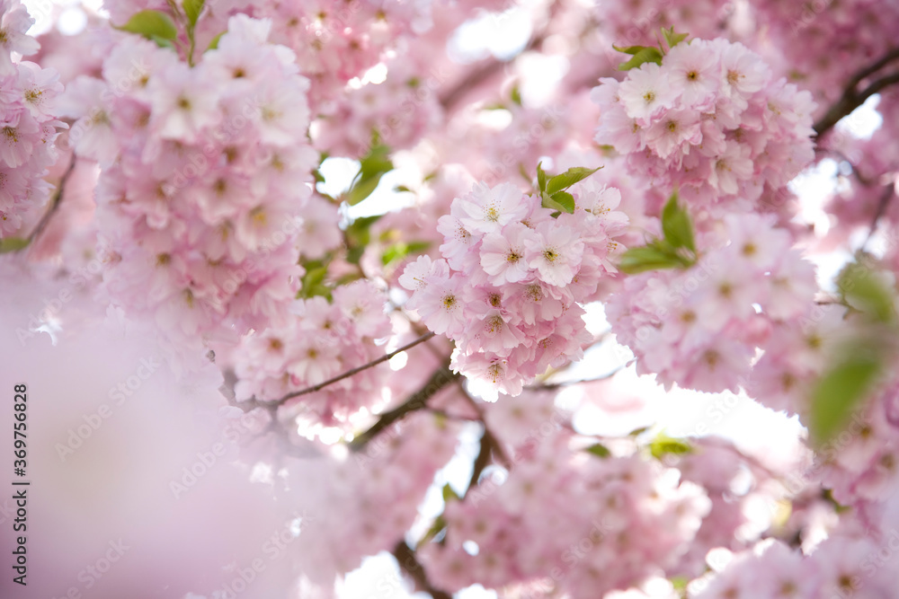 Blüten im Frühling