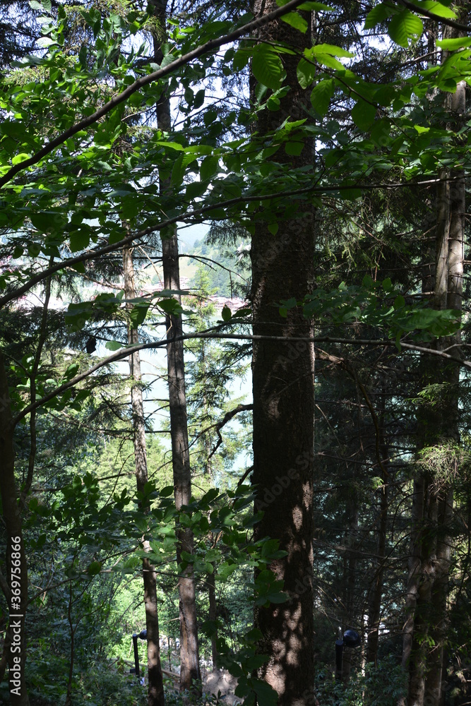 Fototapeta premium Forest with lake in the background.